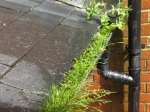 A residential roof with a gutter overflowing with debris, moss and weeds